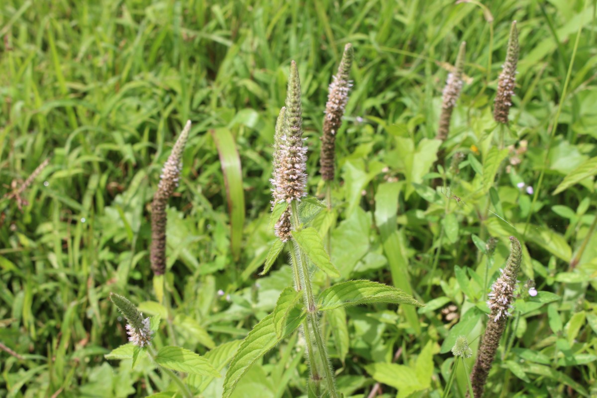 Pogostemon auricularius (L.) Hassk.